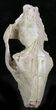 Oreodont (Merycoidodon) Partial Skull - Wyoming #27578-2